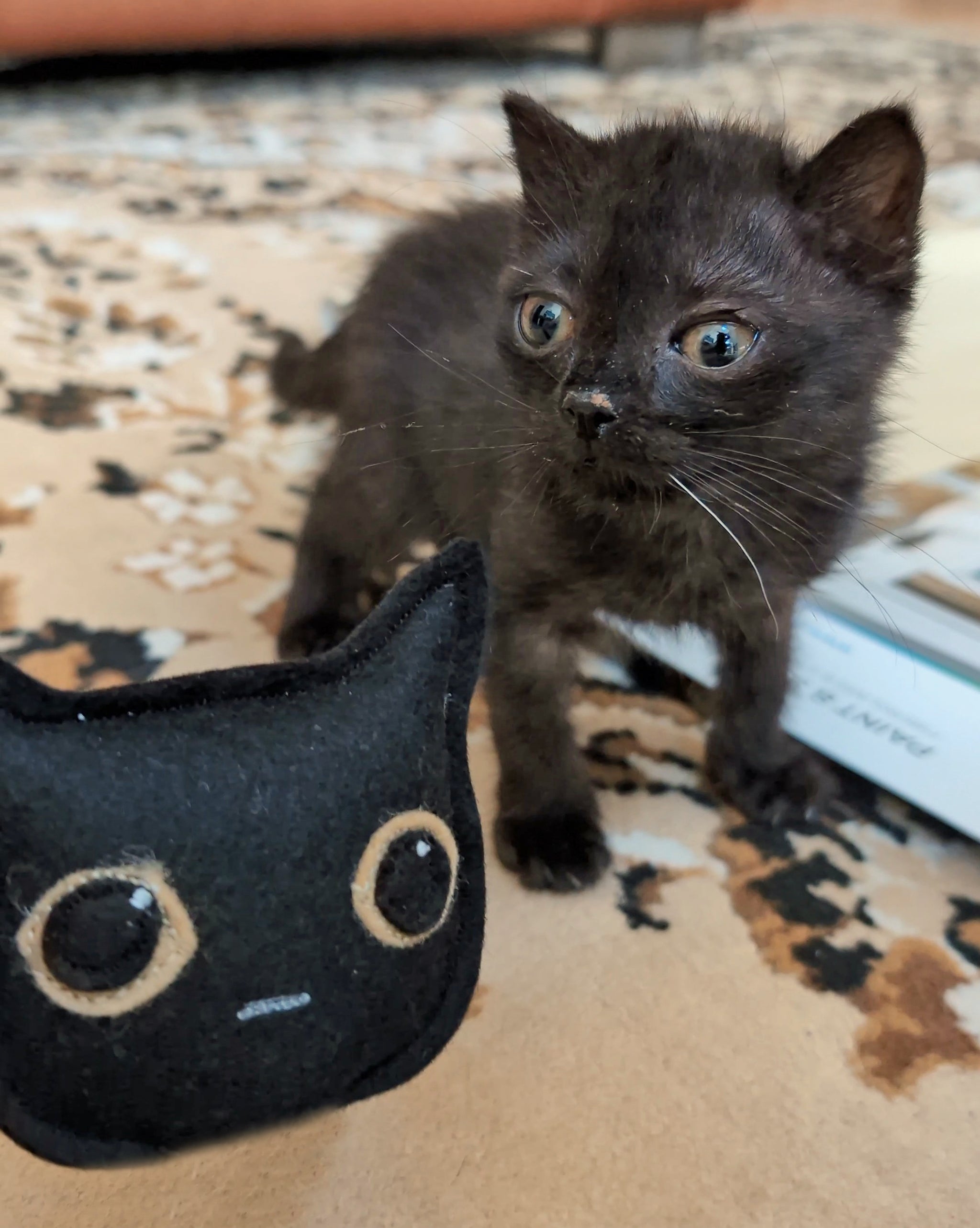 Whisks to Whiskers – whiskstowhiskers